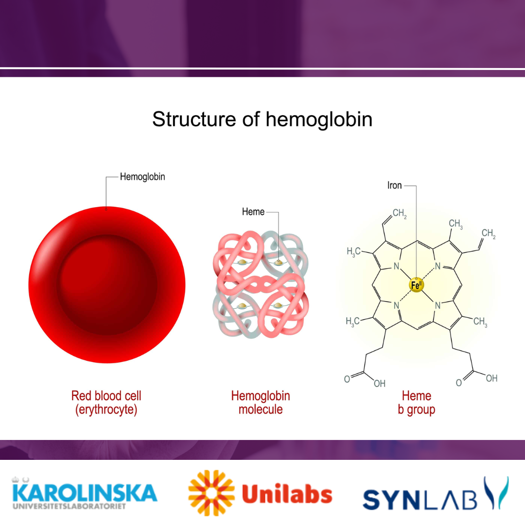 Featured image for “Hemoglobin | Upptäck blodbrist”
