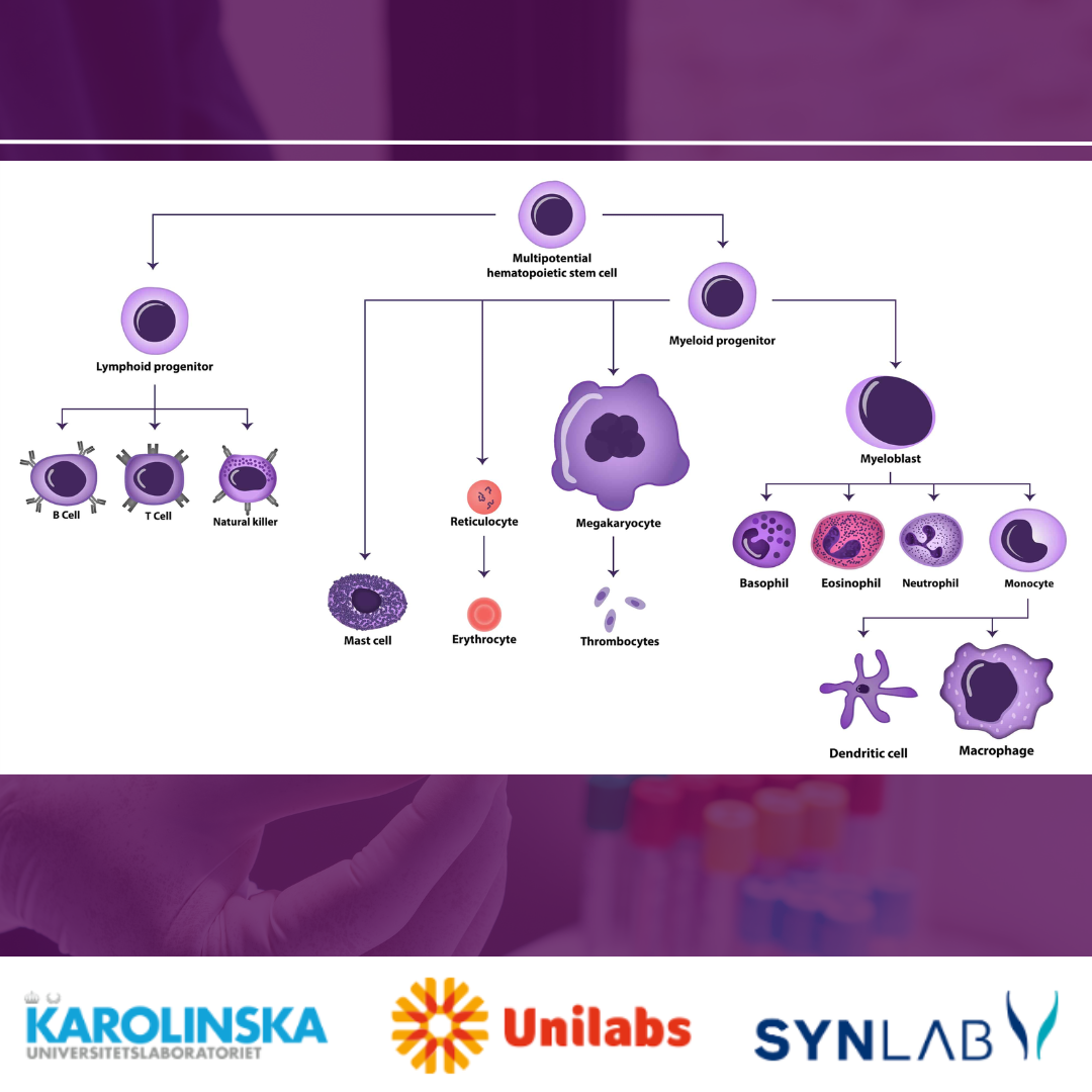 Featured image for “Leukocyter - Vita blodkroppar | Blodprov för att undersöka infektioner eller inflammationer”