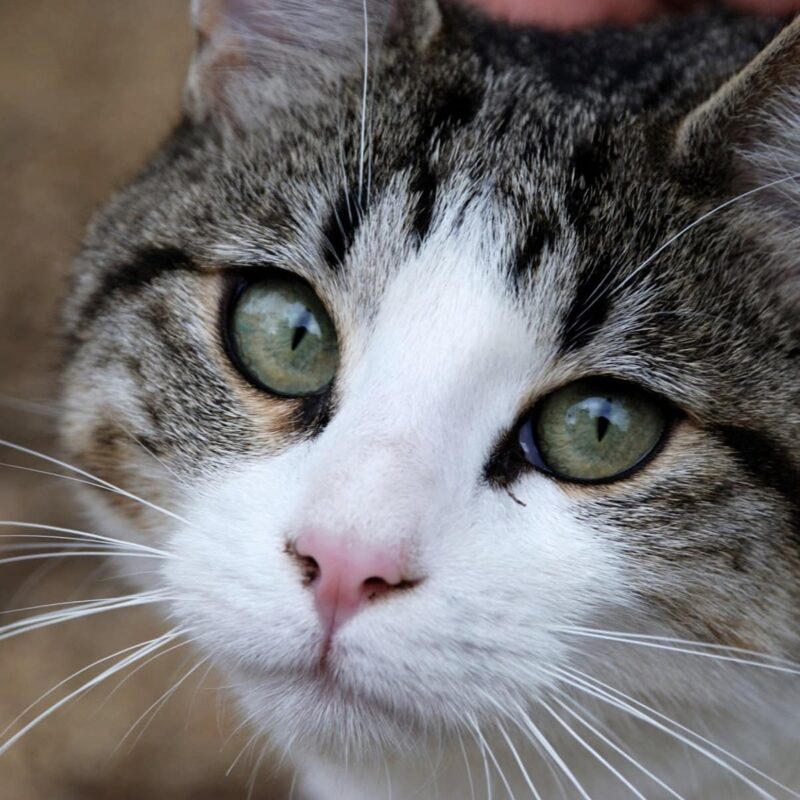 katt